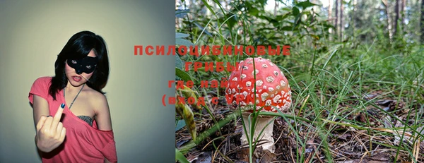 сатива Аркадак